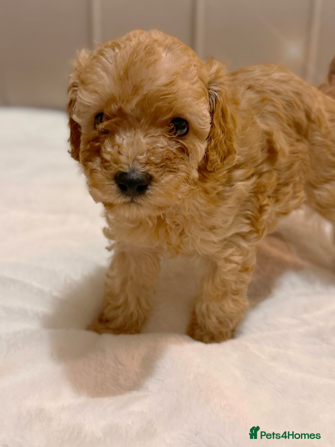 Cavapoochon dogs for sale: Premium Quality Teddy Toy Cavapoochons F1B - Advert 19