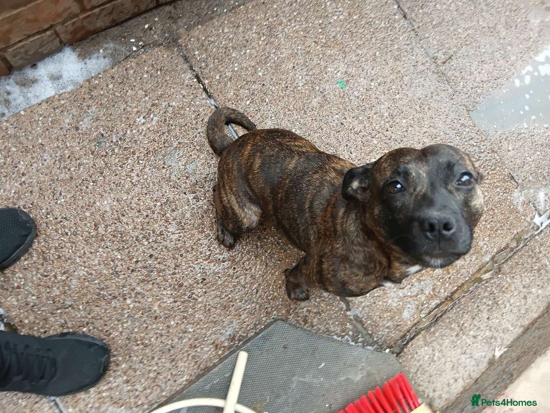 Staffordshire Bull Terrier dogs for sale: Staffie female 2years old  - Image 7