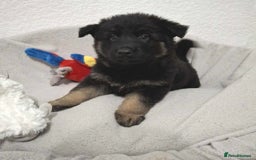 German Shepherd dogs for sale: BEAUTIFUL SABLE GERMAN SHEPHERD PUPS - Image 11