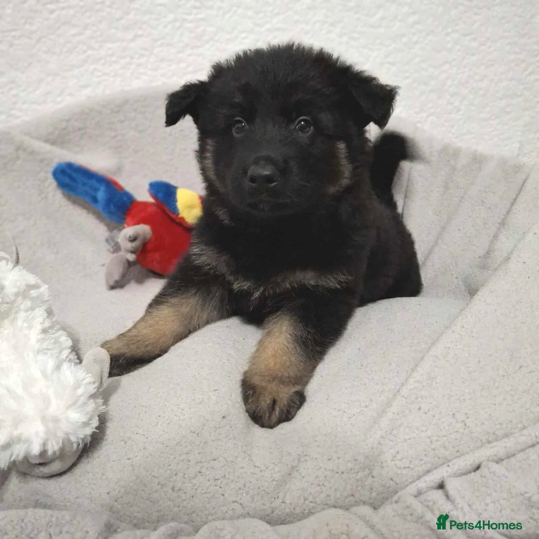 German Shepherd dogs for sale: BEAUTIFUL SABLE GERMAN SHEPHERD PUPS - Image 11