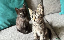 Mixed Breed cats for sale: Stunning kittens (3) - Image 2