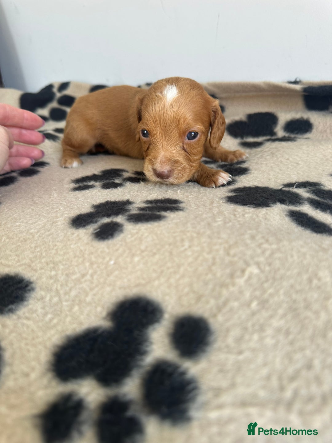 Cocker Spaniel dogs for sale: Working Cocker spaniel puppies  - Image 7