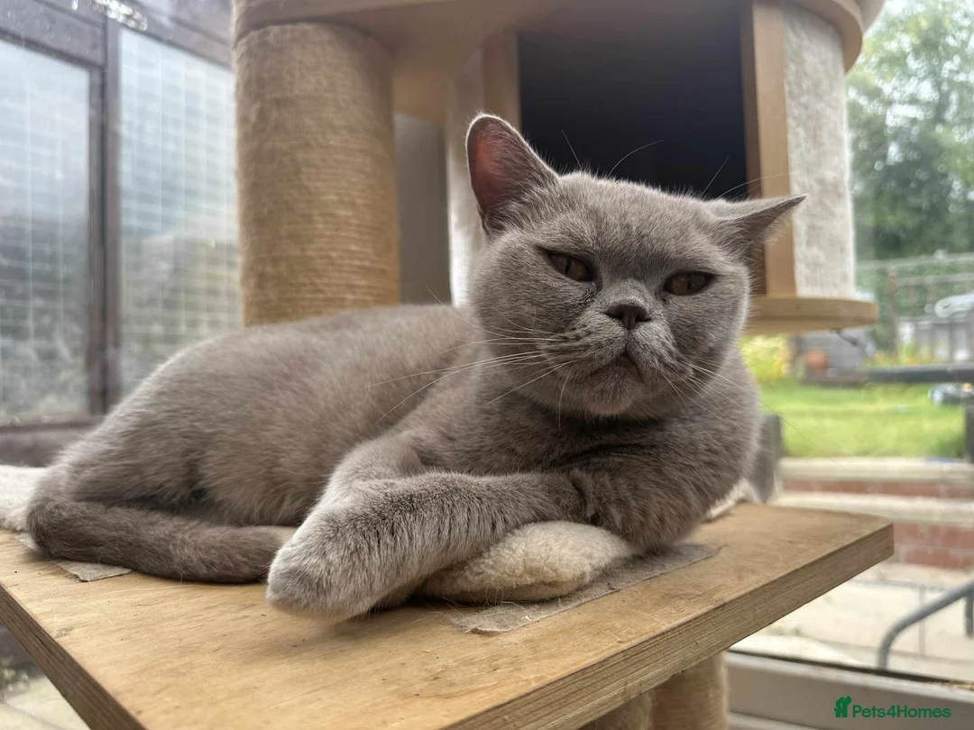 British Shorthair cats for sale: Gccf british shorthair lilac girl active  - Advert 4