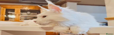 Maine Coon Kitten 1