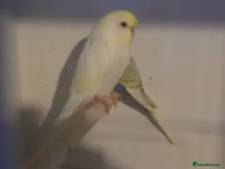 Budgerigars birds Baby Boy Budgie 7 Weeks old - Advert 1