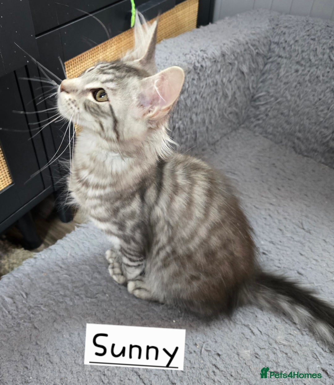 Maine Coon cats for sale: Large pedigree Tica Maine coon kittens READY  - Image 20