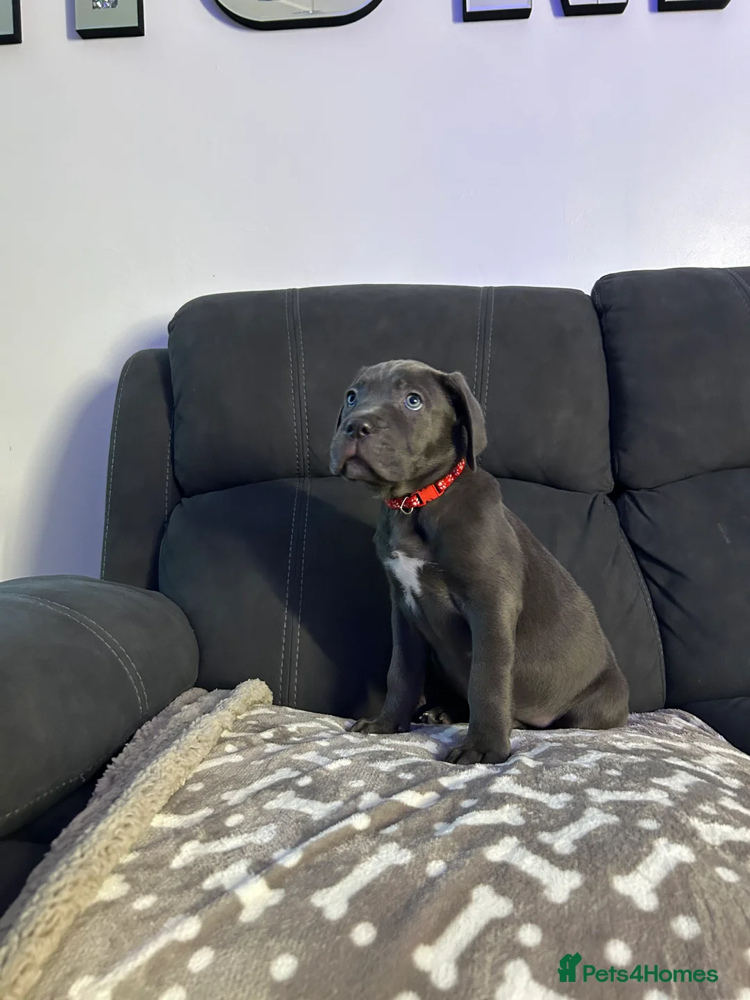 Cane Corso dogs for sale: Cane corso champion bloodline pups  - Advert 36
