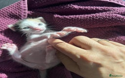 Arabian Mau cats for adoption: Molly Rocket - Image 2