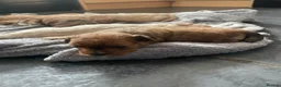 Pomapoo dogs for sale: Beautiful Pomapoo puppies - Advert 8