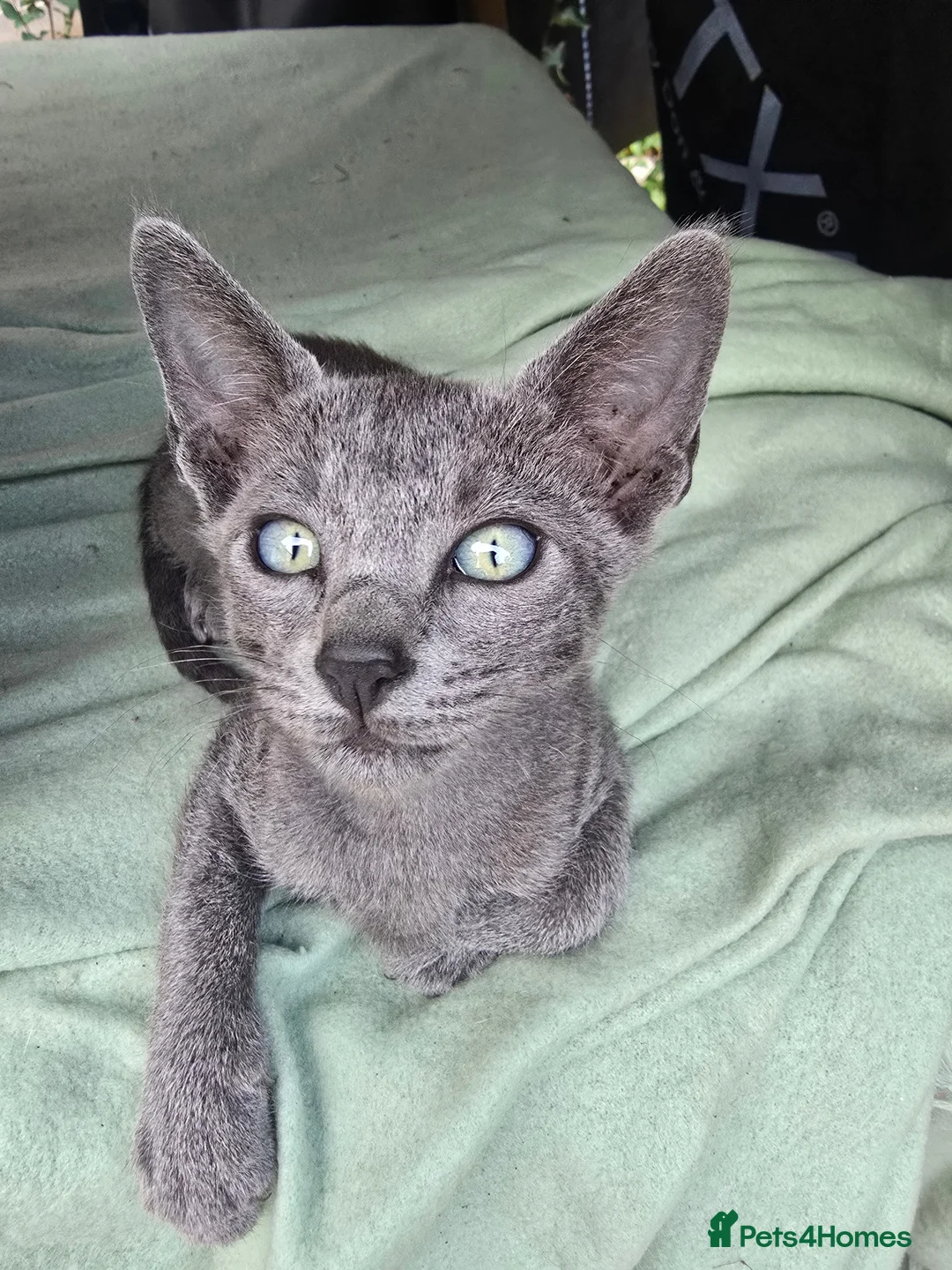 Mixed Breed cats for sale: Siamese - Advert 2