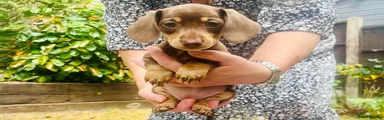 Miniature Dachshund Girl 2