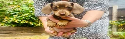 Miniature Dachshund dogs for sale: 8BEAUTIFUL RKC Registered Pups Miniature Dachshund - Advert 4