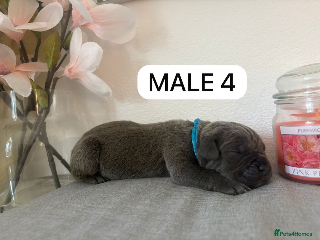 Mixed Breed dogs for sale: Italian Mastiff puppies available  - Image 4