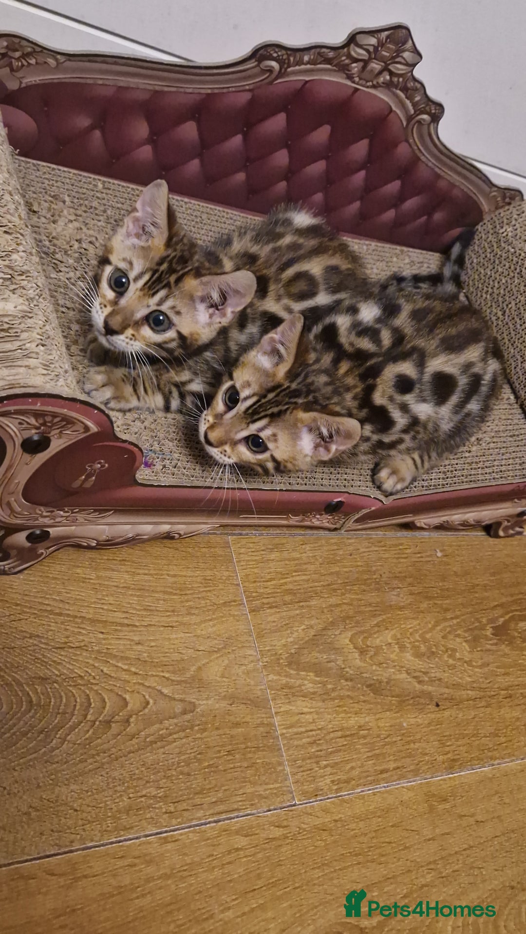 Bengal cats for sale: Beautiful kittens 🥰 - Advert 9