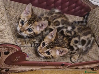 Bengal cats Beautiful kittens 🥰 - Advert 5