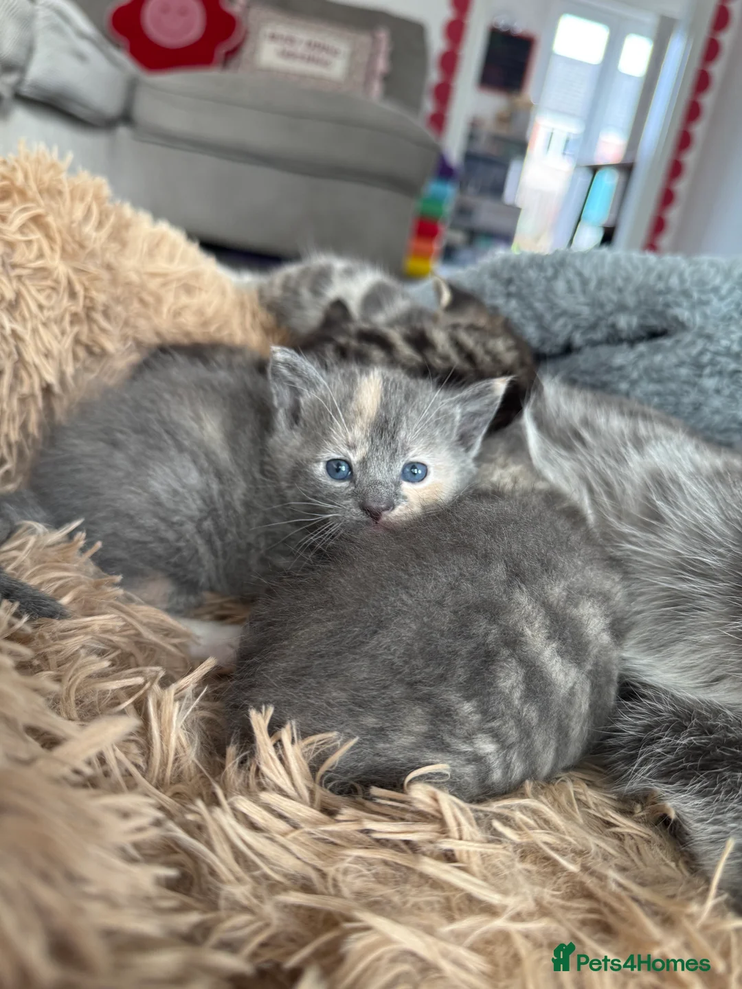 Mixed Breed cats for sale: Beautiful litter of four kittens  in Kinross - Advert 2