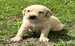 Labradoodle dogs for sale: Gorgeous F1b Labradoodle Puppies for loving homes. - Image 18