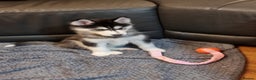 Siberian Husky dogs for sale: Siberian Husky Puppies/8 Weeks Old Glasgow 600each - Advert 7