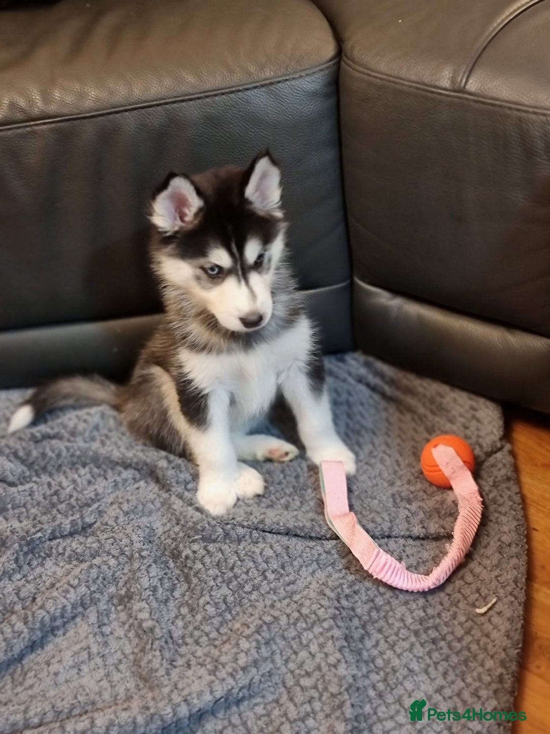 Siberian Husky dogs for sale: Siberian Husky Puppies/8 Weeks Old Glasgow 600each - Advert 7