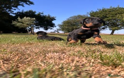 Dobermann dogs for sale: Ready now, Outstanding KC Reg Dobermann puppies - Image 18