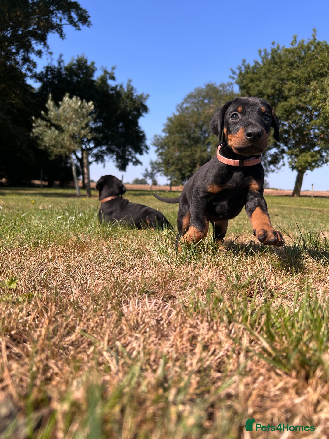 Dobermann dogs for sale: Ready now, Outstanding KC Reg Dobermann puppies - Image 18