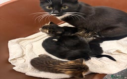 Persian cats for sale: Persian ragdoll  - Image 3