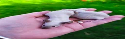 Mouse rodents for sale: Beautiful female mice in many colours  - Advert 8