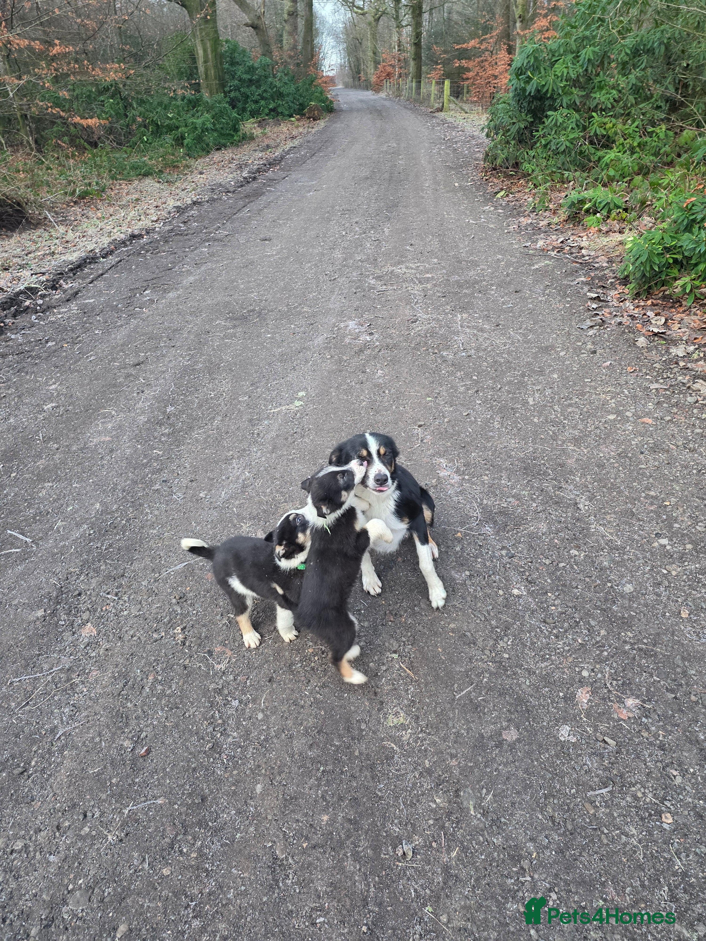 Border Collie dogs Border Collie puppiesb - Advert 5