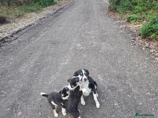 Border Collie dogs Border Collie puppiesb - Advert 5