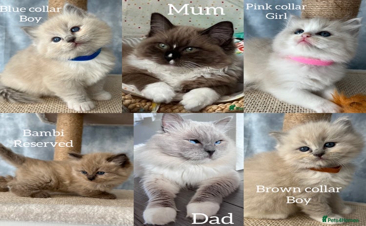 Ragdoll cats - Advert 1
