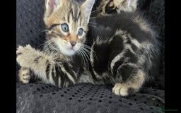 Bengal cats for sale:  Bengal with long haired blk & white kittens - Image 23