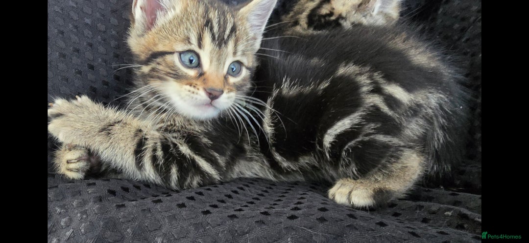 Bengal cats for sale:  Bengal with long haired blk & white kittens - Image 23