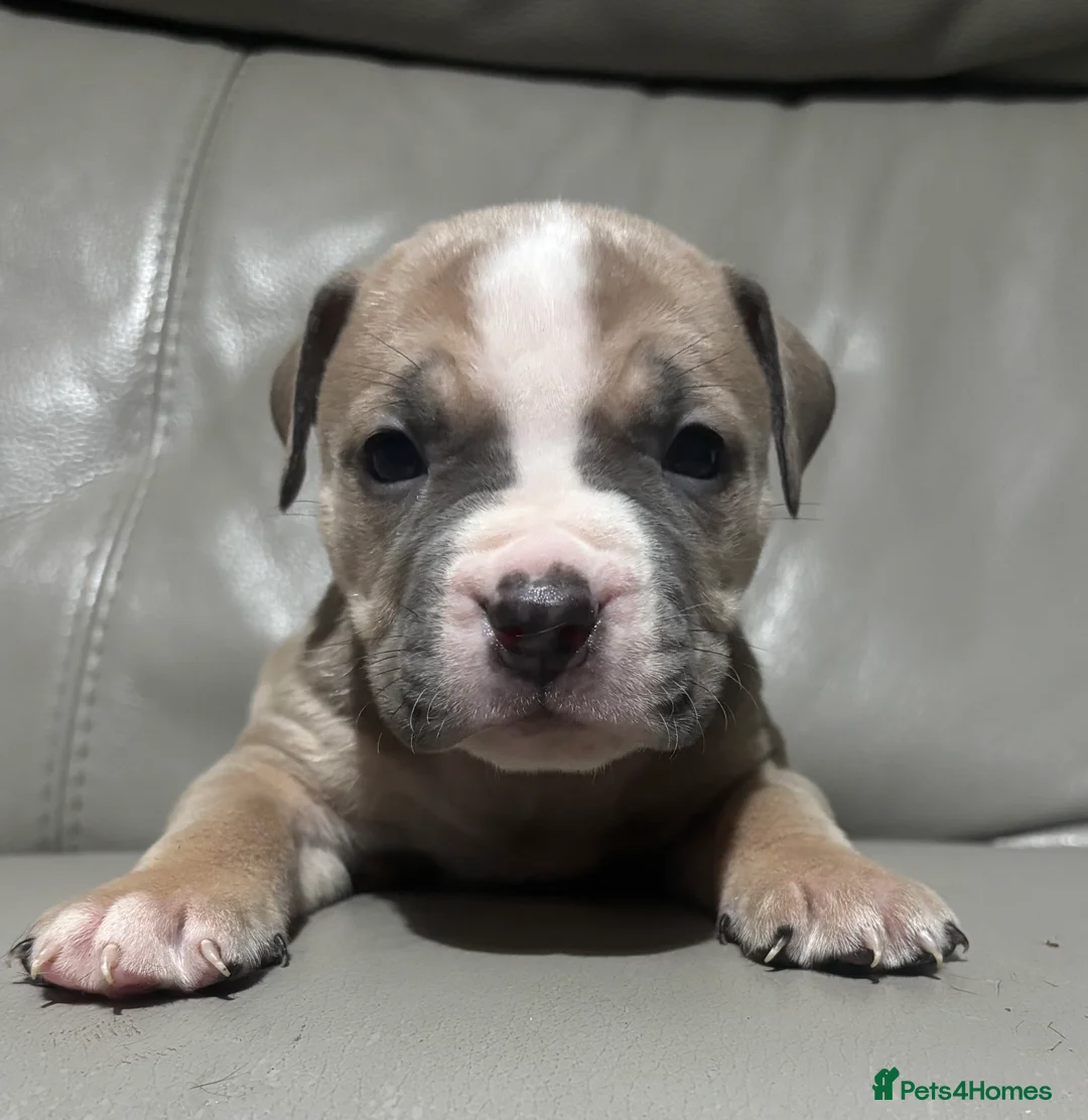 Mixed Breed dogs for sale: American bulldog cross American staff  - Advert 10