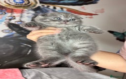 British Shorthair cats for sale: Adorable British blue Shorthair Kittens  - Image 12