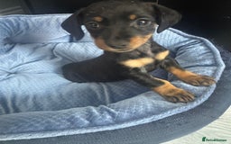 Chihuahua dogs for sale: Miniature dashshund Only 8 weeks old - Image 1