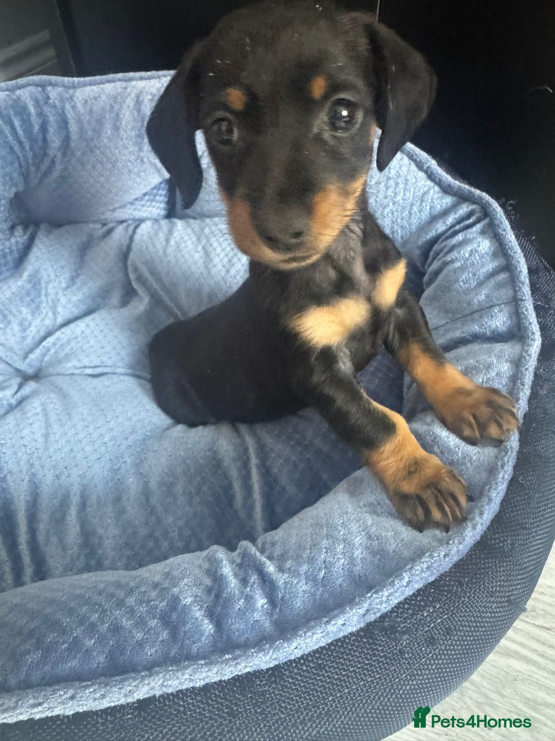 Chihuahua dogs for sale: Miniature dashshund Only 8 weeks old - Image 1