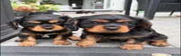 Cavalier King Charles Spaniel dogs for sale: Absolutely Beautiful King Charles Cavaliers  in Chessington - Advert 12
