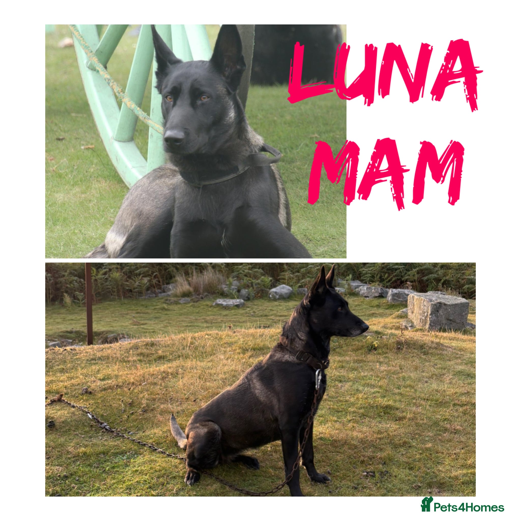 Belgian Shepherd Dog dogs Belgian Malinois puppies - Advert 2