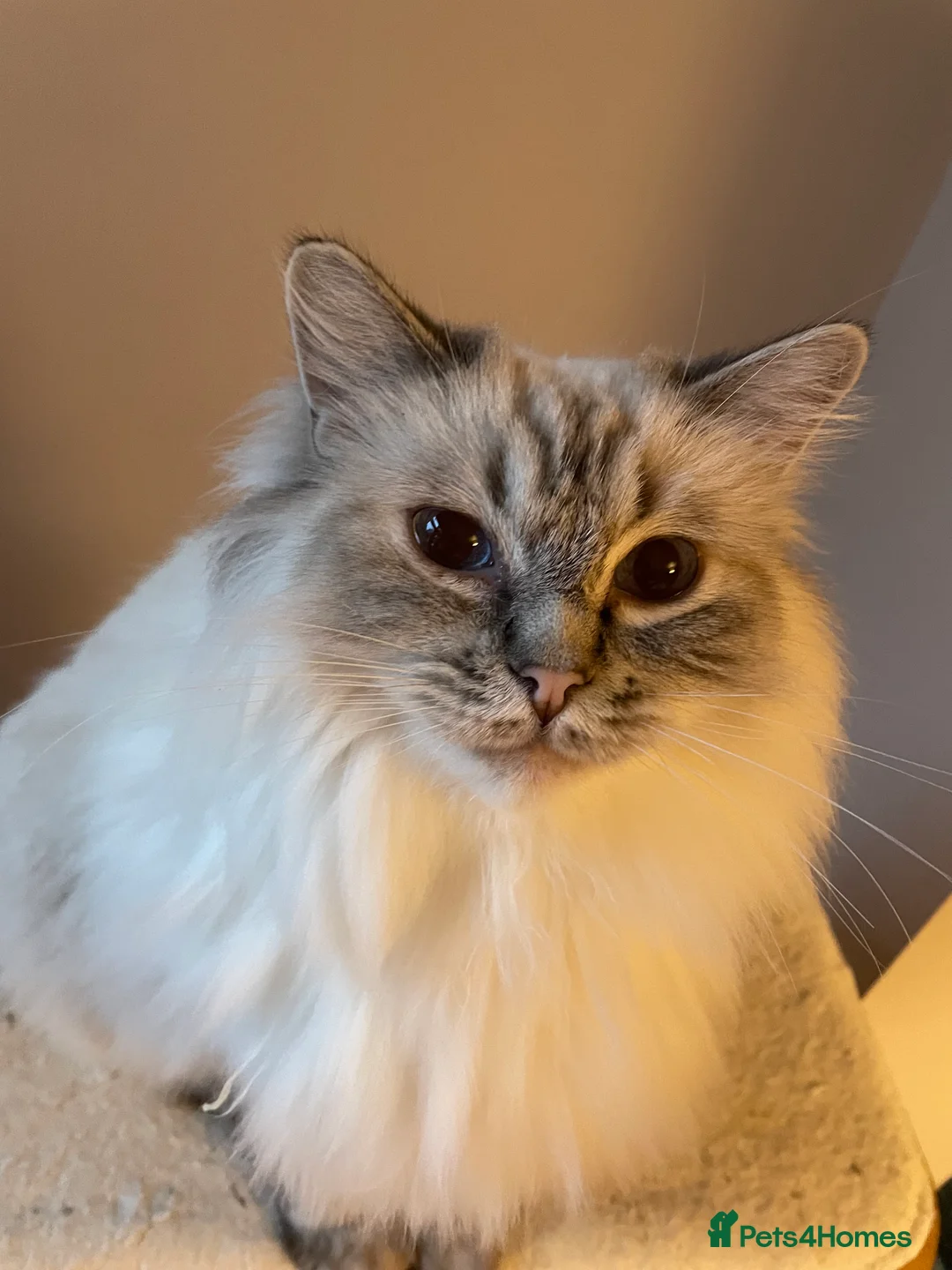 Ragdoll cats for sale:  Retiring now  - Advert 12