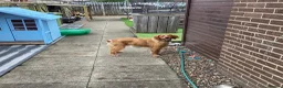 Brittany Spaniel dogs for sale: Adult Brittany spaniel in Glasgow - Advert 2