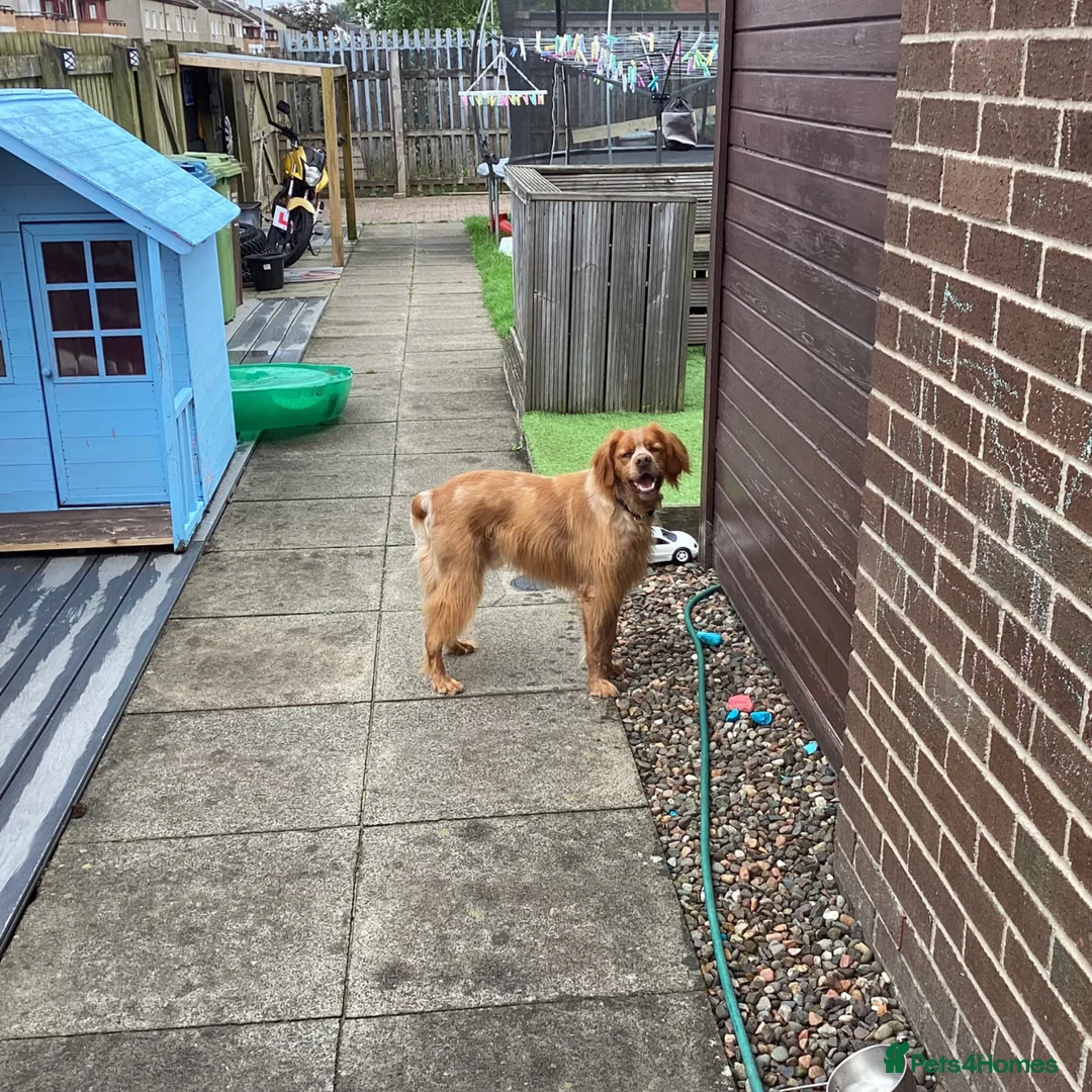 Brittany Spaniel dogs for sale: Adult Brittany spaniel in Glasgow - Advert 2