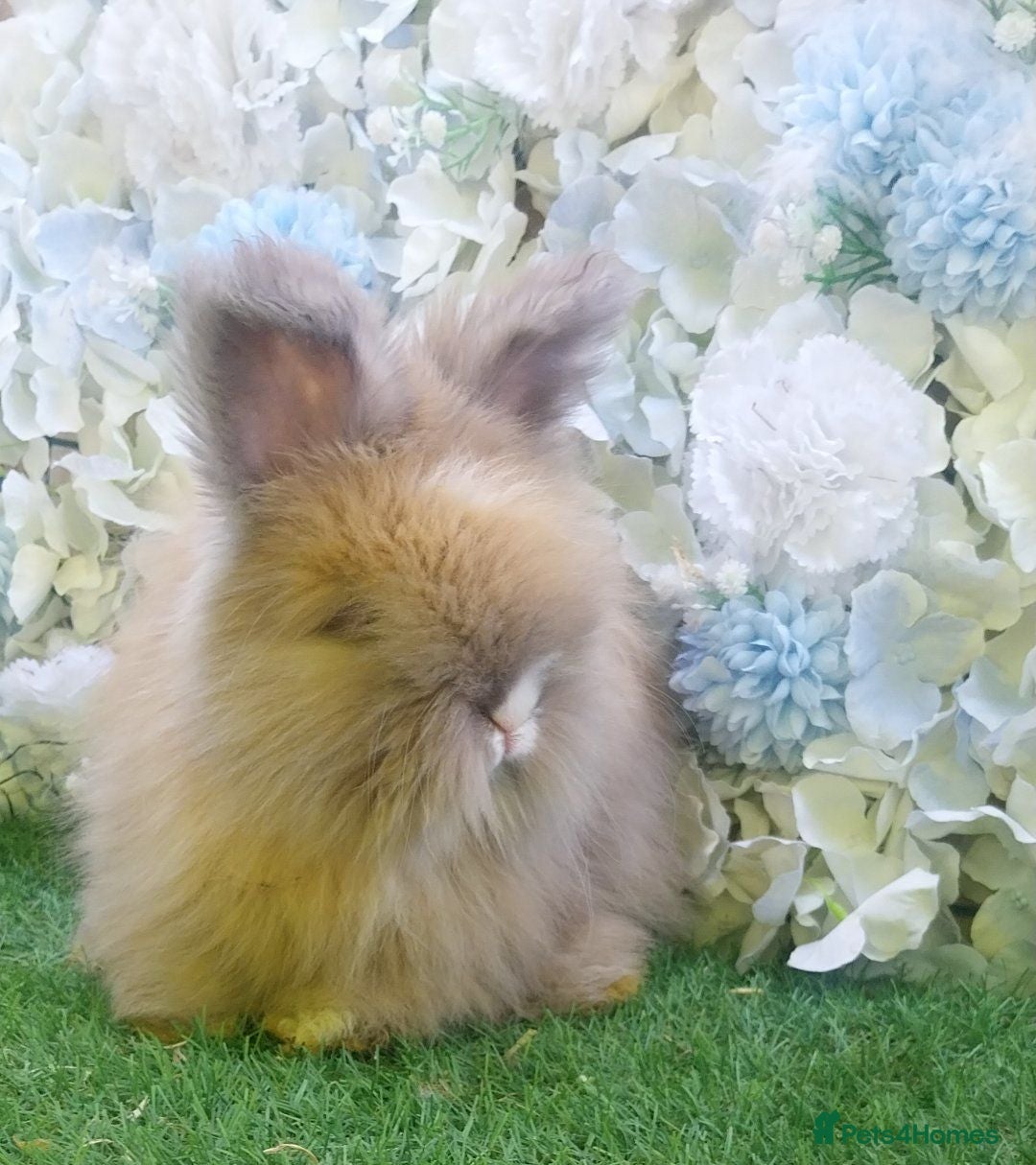 Angora rabbits 2 Beautiful Angora Ready Now  - Advert 2