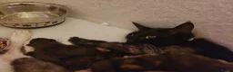 Mixed Breed cats for sale: Kittens  in Blackburn - Advert 8