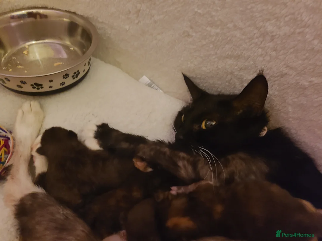 Mixed Breed cats for sale: Kittens  in Blackburn - Advert 8