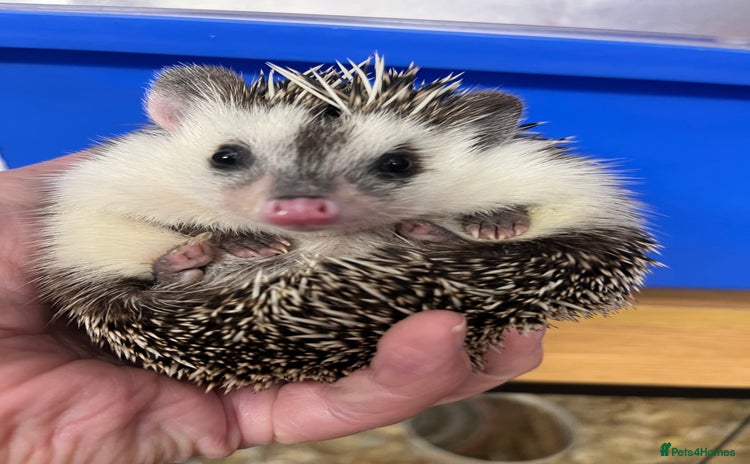 Pygmy Hedgehog rodents Stunning black assorted masked (set up possible)  - Advert 2