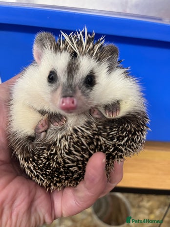 Pygmy Hedgehog rodents Stunning black assorted masked (set up possible) - Advert 2