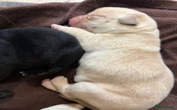 Labrador Retriever dogs for sale: 🖤 Labrador Puppies 💛 - Image 12