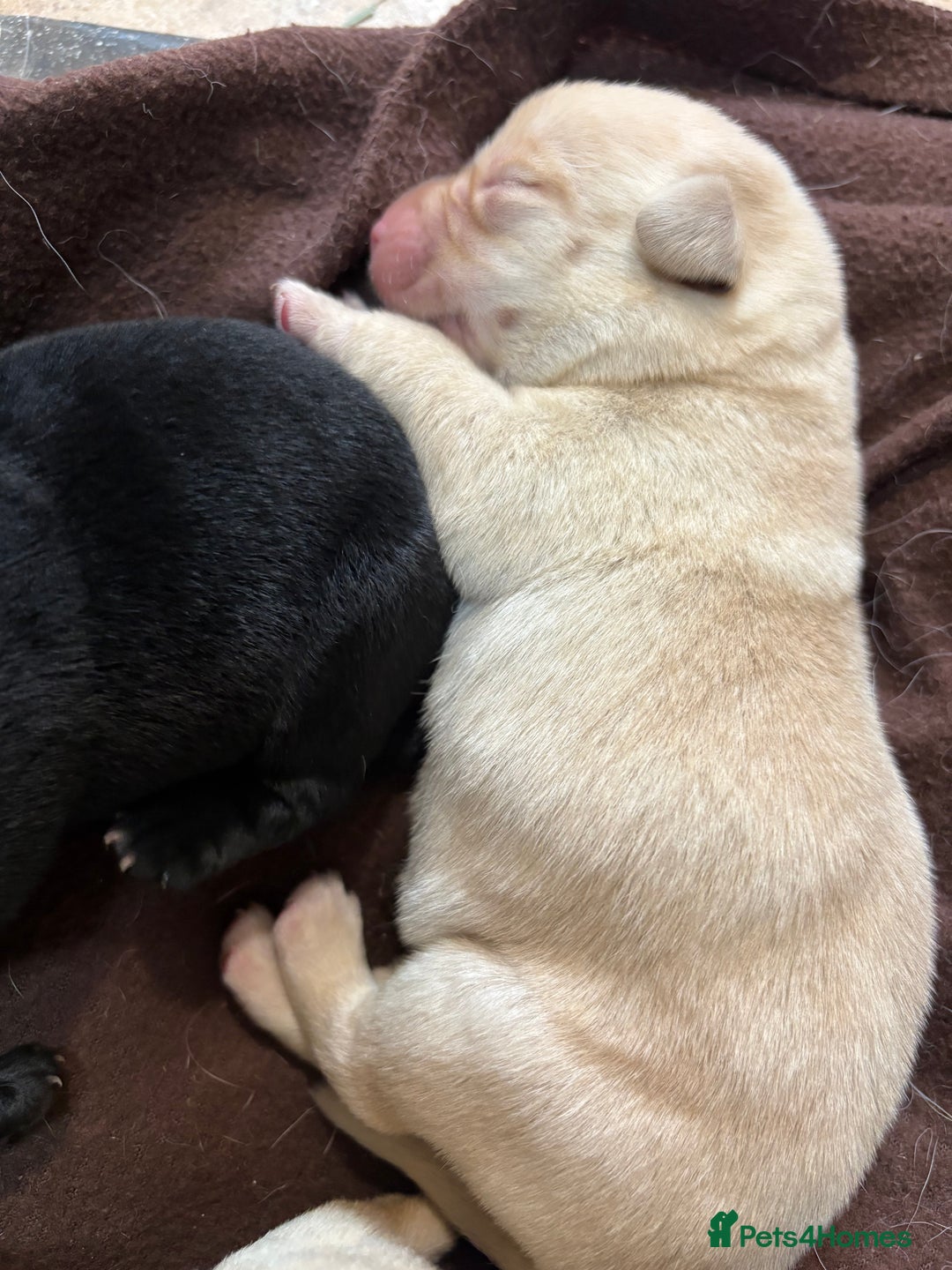 Labrador Retriever dogs for sale: 🖤 Labrador Puppies 💛 - Image 12