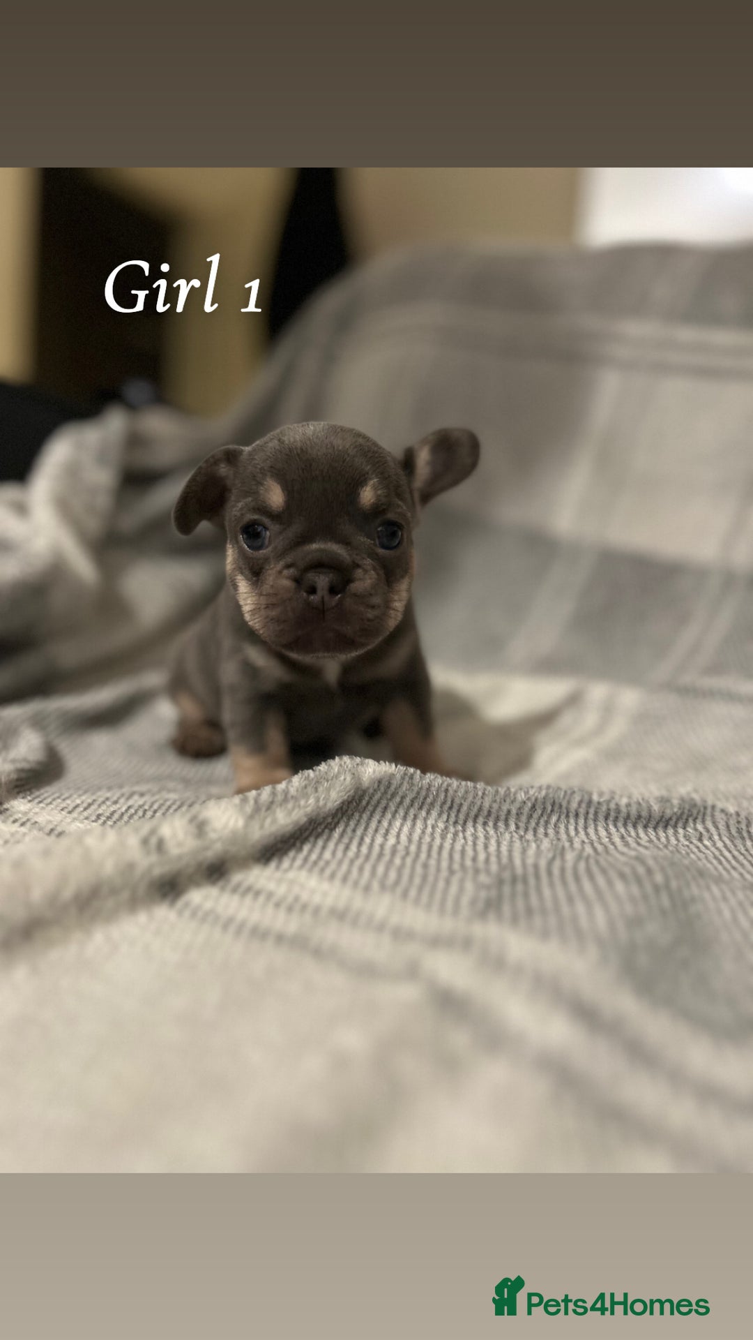 French Bulldog dogs for sale: 2 gorgeous lilac and tan french bulldogs  - Advert 7