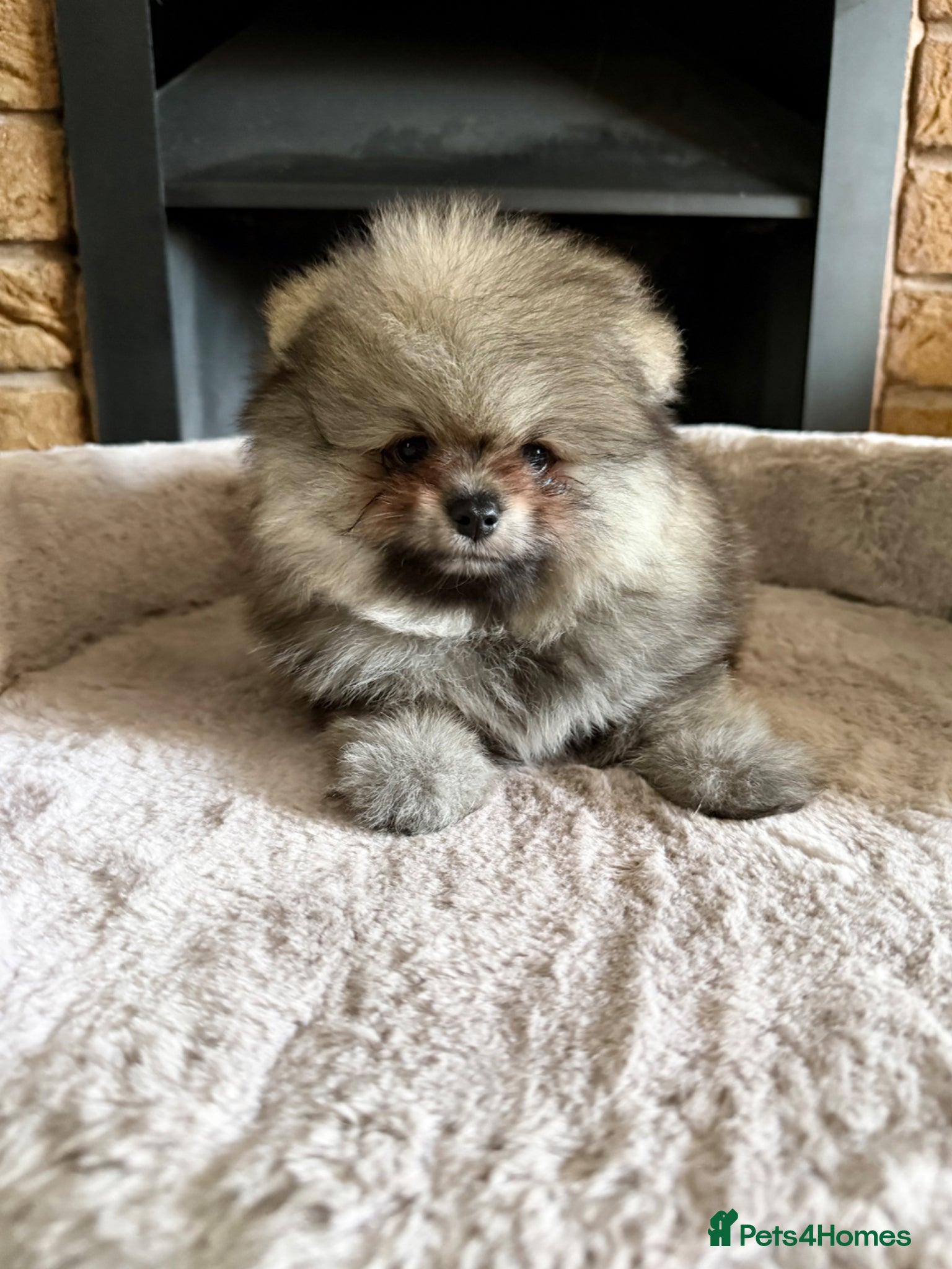 Pomeranian dogs ✨ Exclusive Teddy Bear Face Pomeranian Puppies ✨ - Advert 9